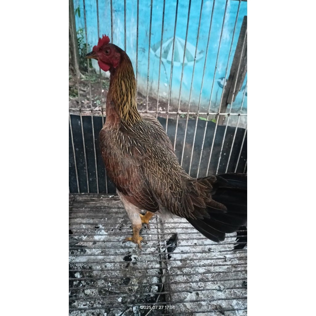 Ayam kampung betina ukuran besar