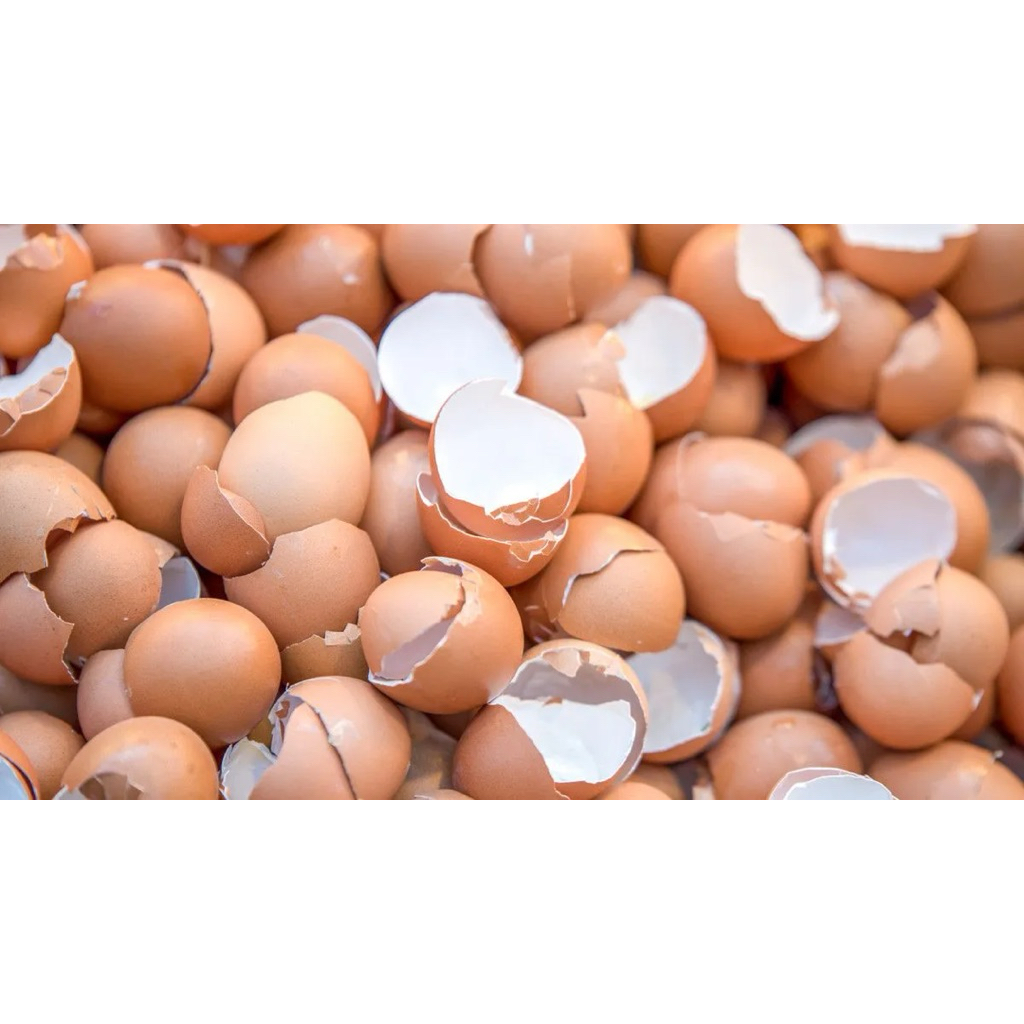 

Cangkang atau kulit telur premium (telur ayam negri dan telur ayam eropa )