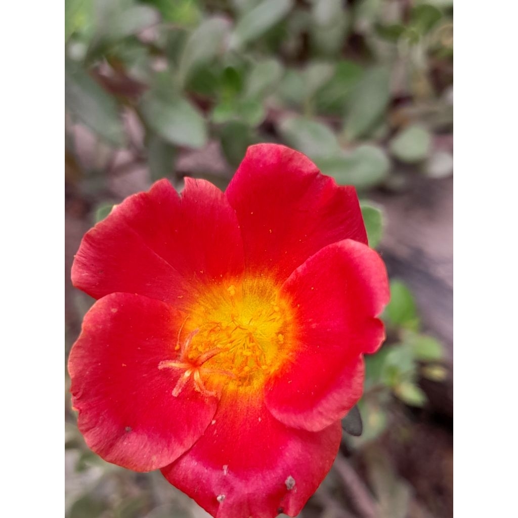 

BUNGA KROKOT SELAPIS LOKAL