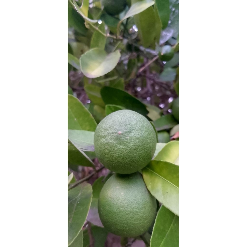 

Jeruk nipis segar dipetik langsung dari pohon