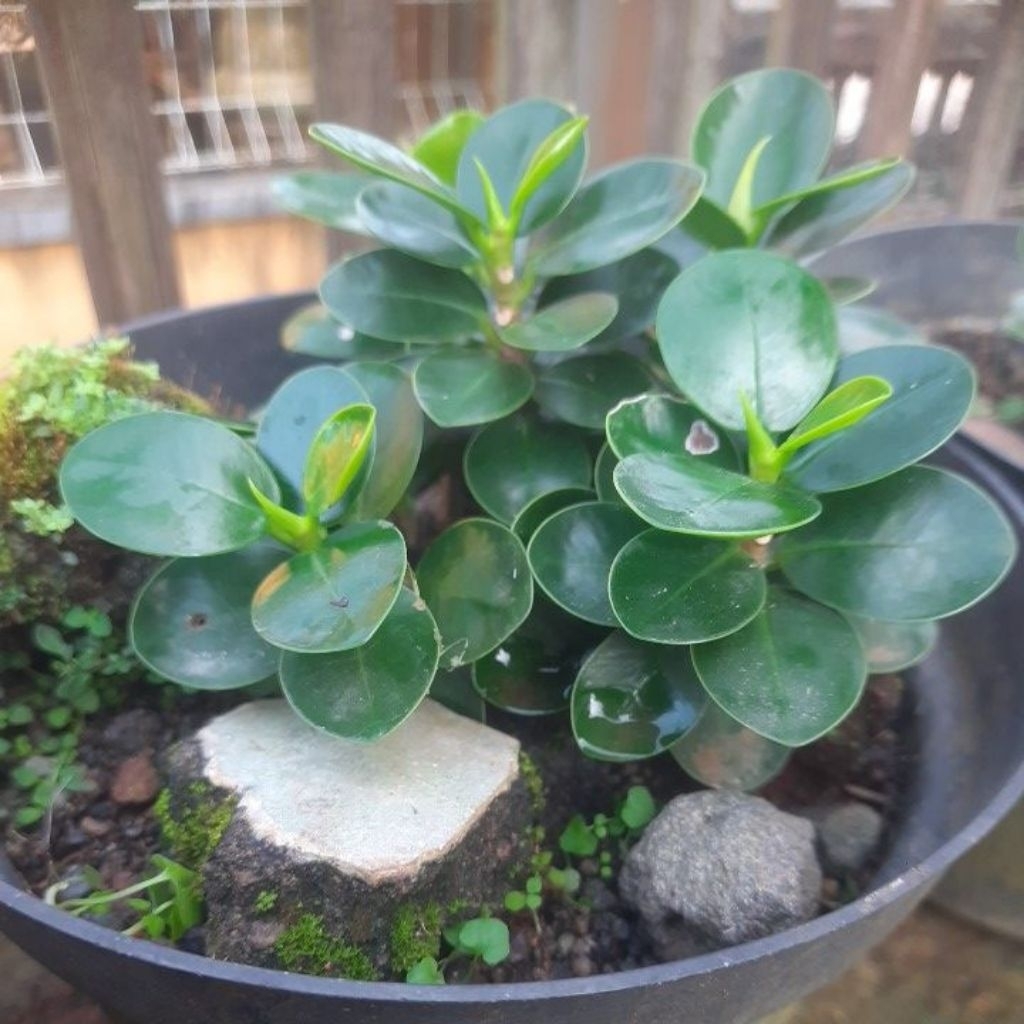 Beringin dolar micro