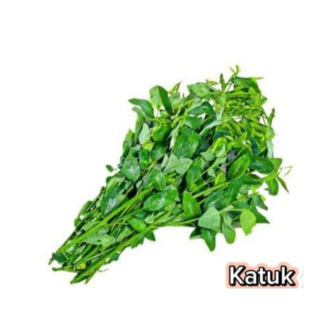 

SAYUR KATUK