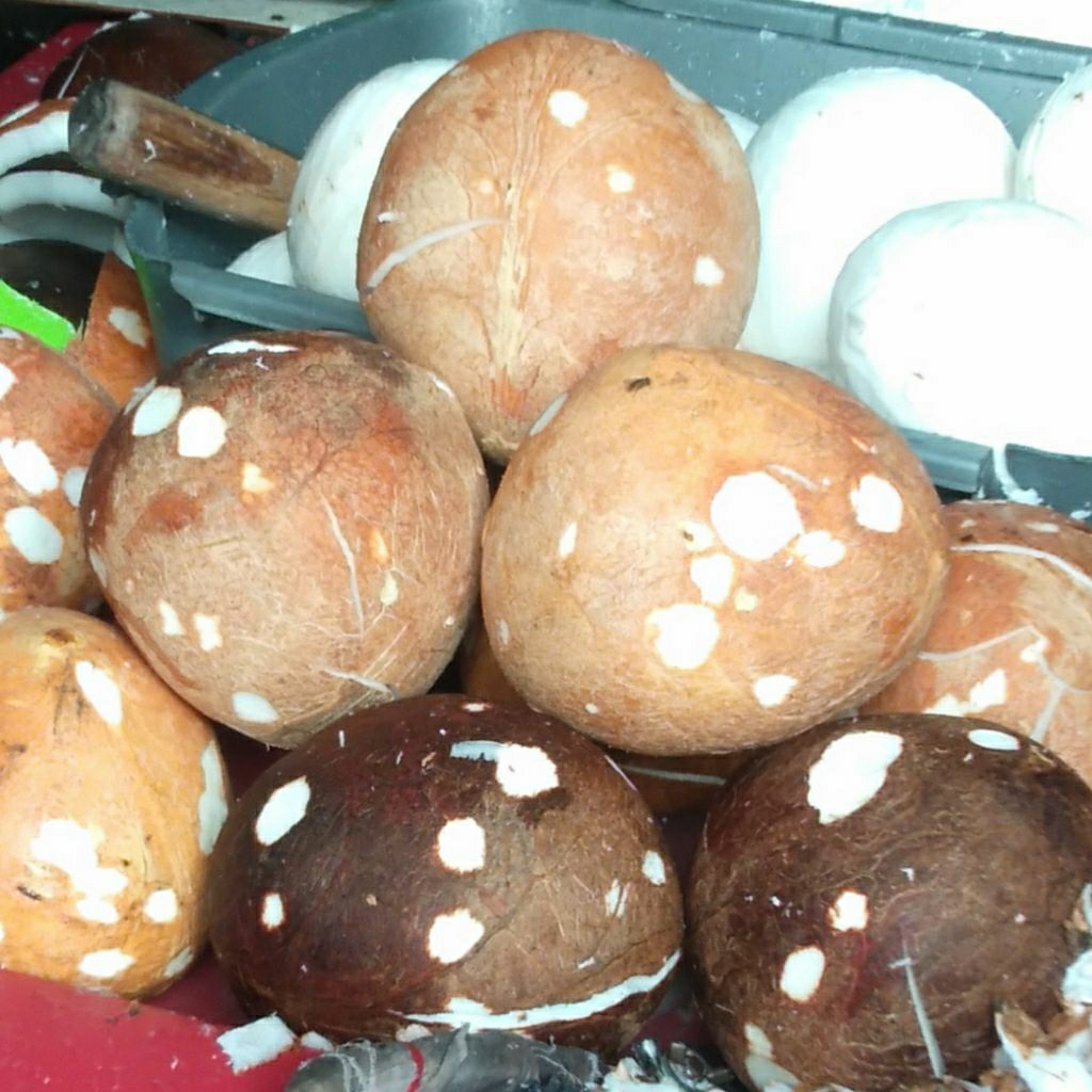 

Kelapa Tua Utuh 1 butir