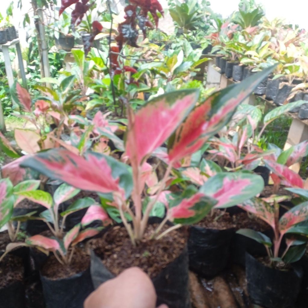 aglonema kocin merah