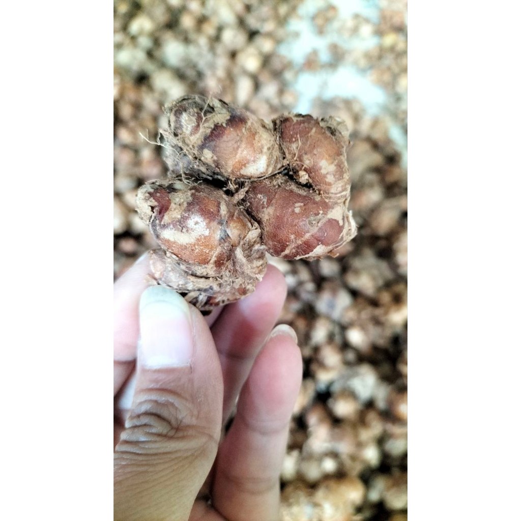 

kencur segar buat seblak 2 kg