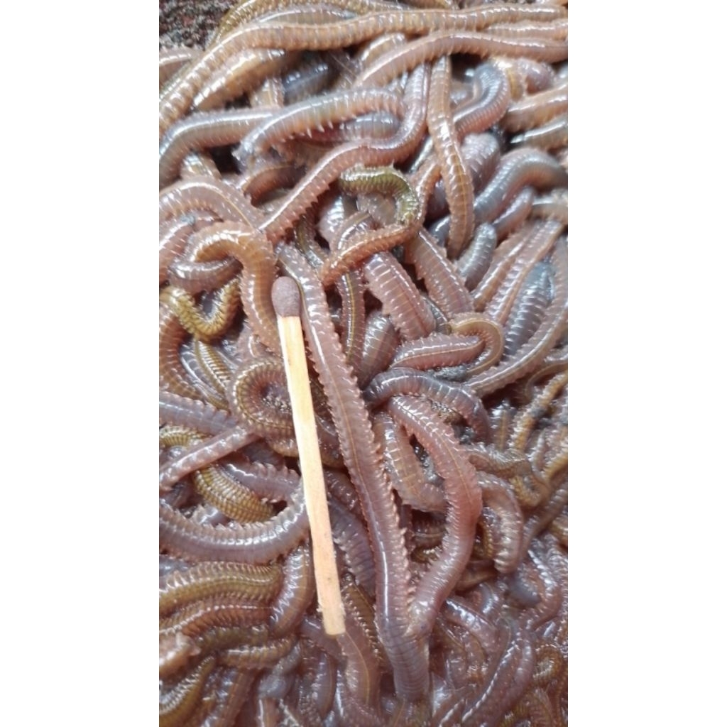 cacing laut naga merah untuk umpan mancing ikan laut dan ikan air tawar// cacing kilang kilung isi 2