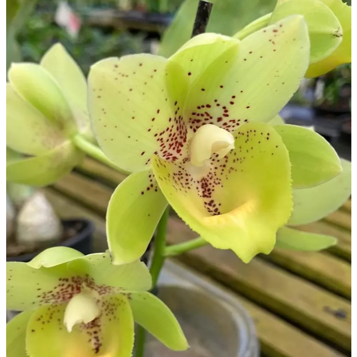 Botanica BC 10 - Catasetum FDK Fredclarkeara Enter Light (Ctsm. FDK After Dark x Ctsm. Pileatum)