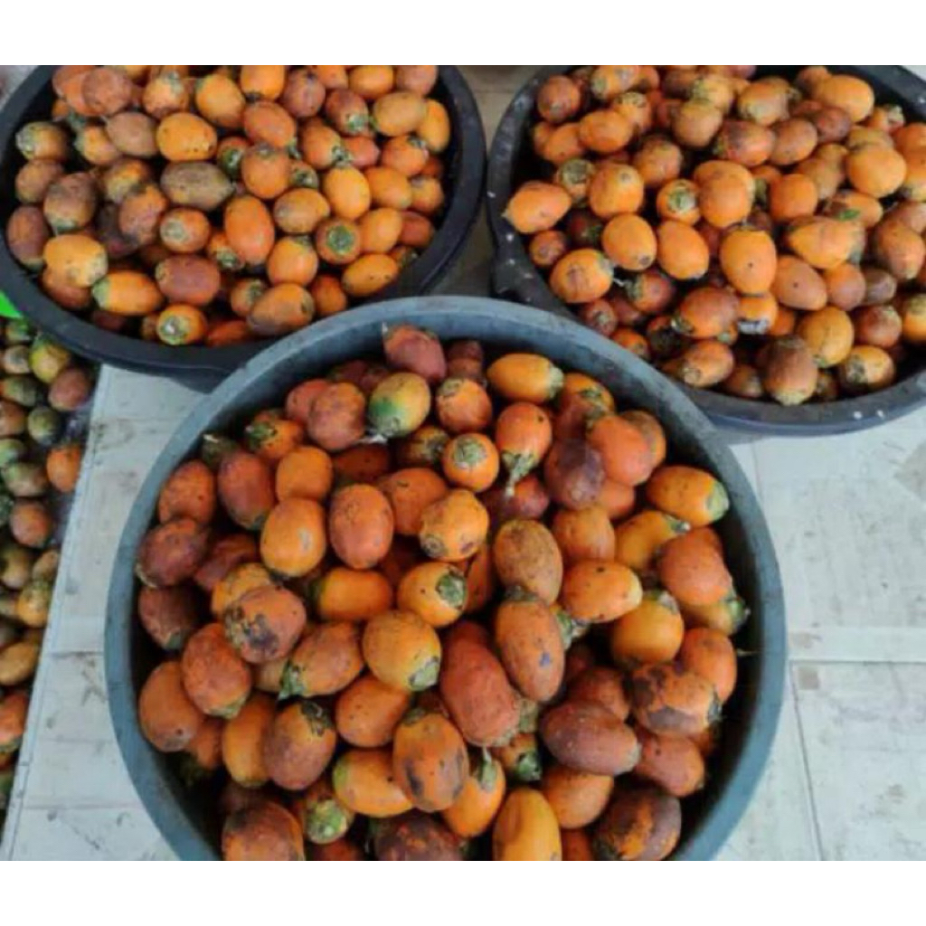 

Buah Pinang Tua Per 1 kg Segar