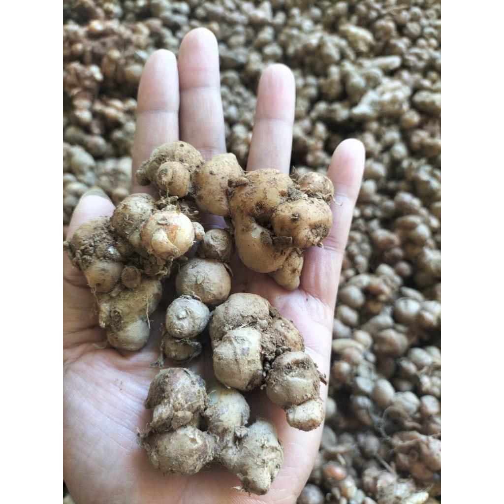 

PROMO kencur segar buat seblak 2 kg