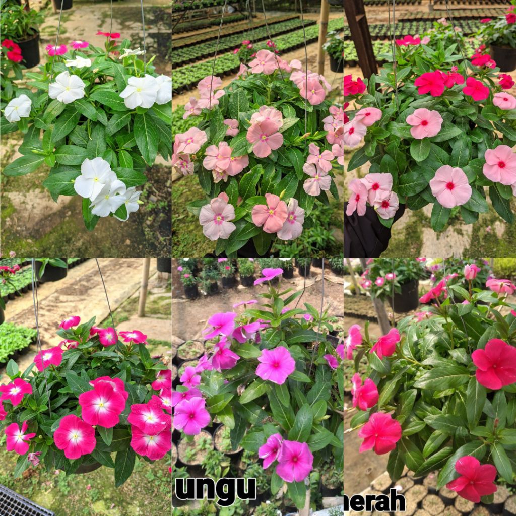 Tanaman Hias Hidup Bunga Gantung Vinca Juntai Kualitas F1 Tapak Dara Tahan Panas