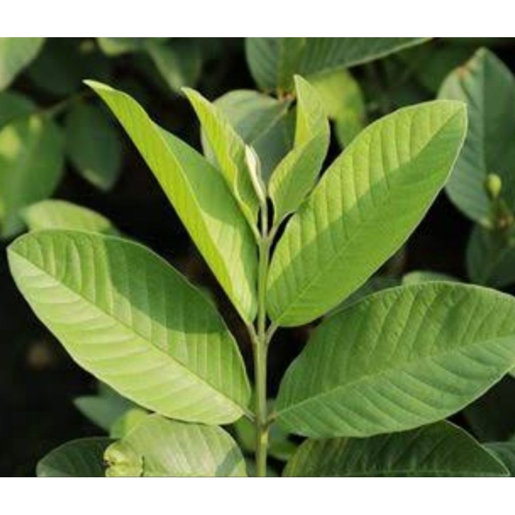 

Daun jambu biji segar 1 kg petik langsung-az