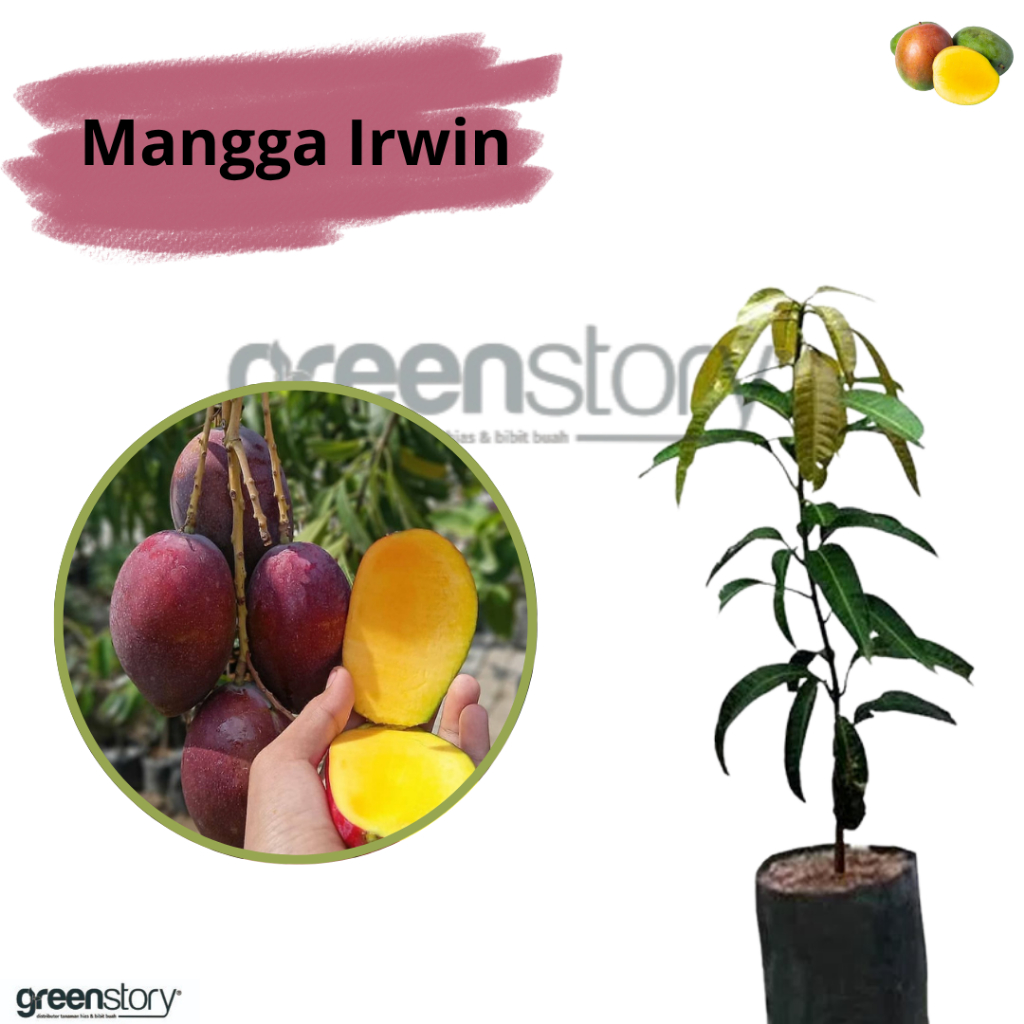 Bibit Mangga Irwin cepat berbuah | Pohon Mangga Ungu Okulasi Tabulampot