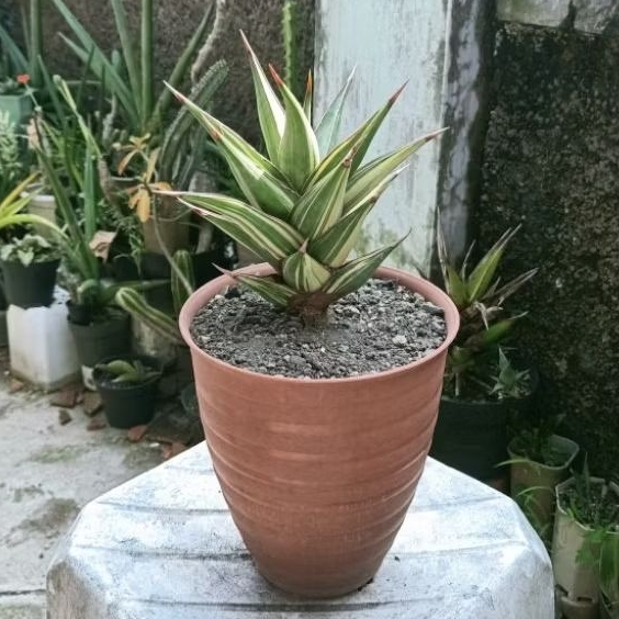 Tanaman Hias Sansevieria Pinguiculata Variegata Lapis