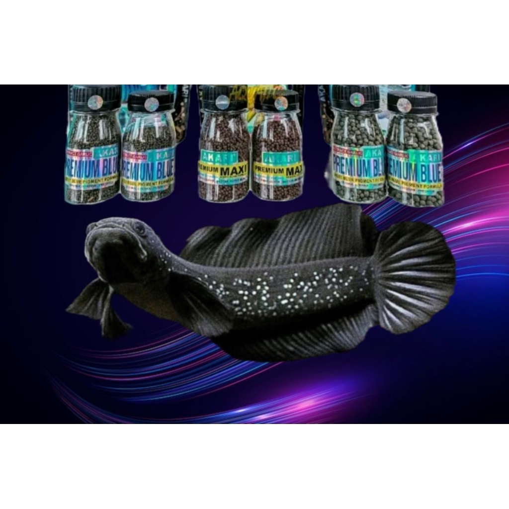 Paket hemat CHANA ASIATICA RSWS 10-15cm+pelet( singgel Tank) (COD Bayar di TEMPAT)