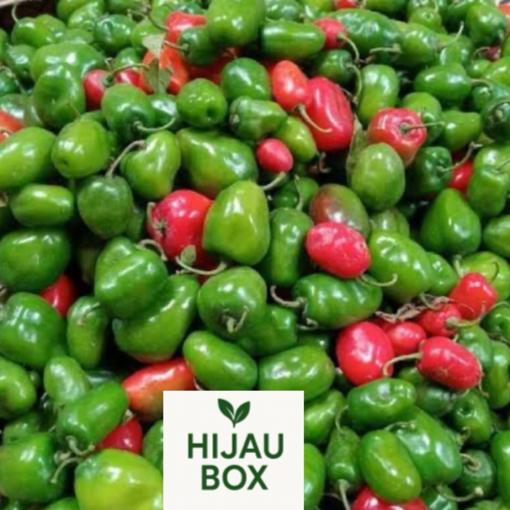 

Cabai Gendot asli dieng wonosobo