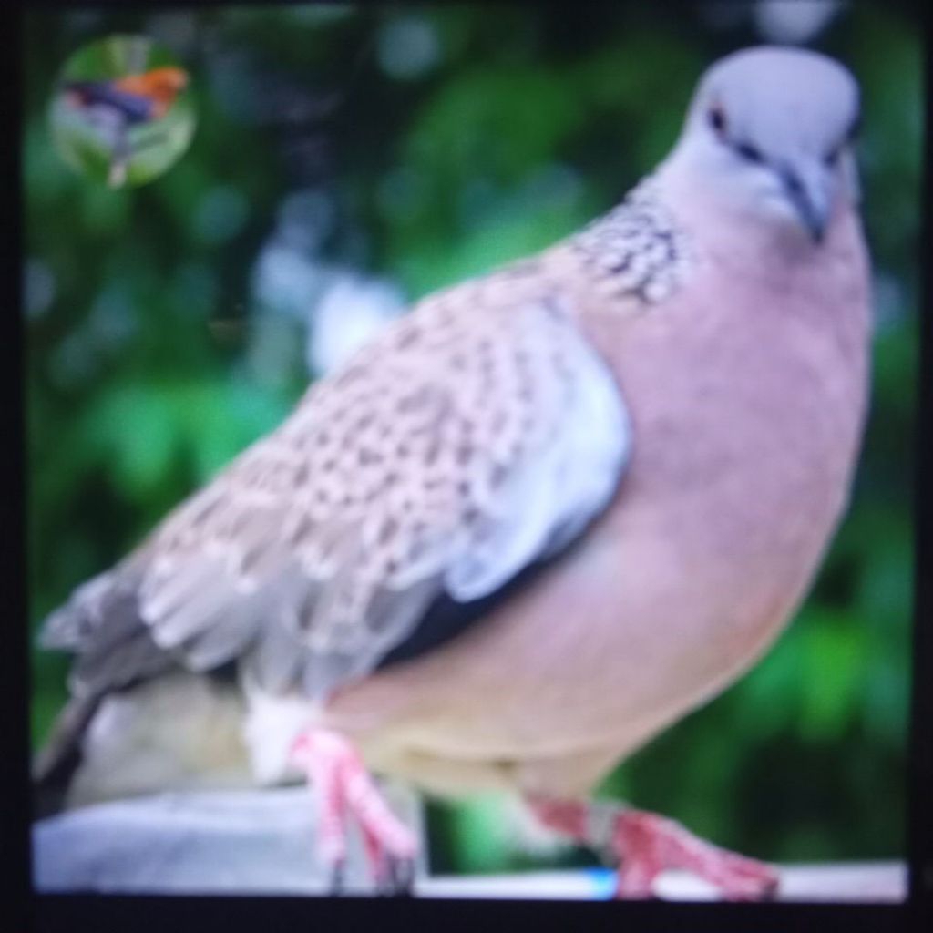 tekukur kuk.2.di jamin kuk 2