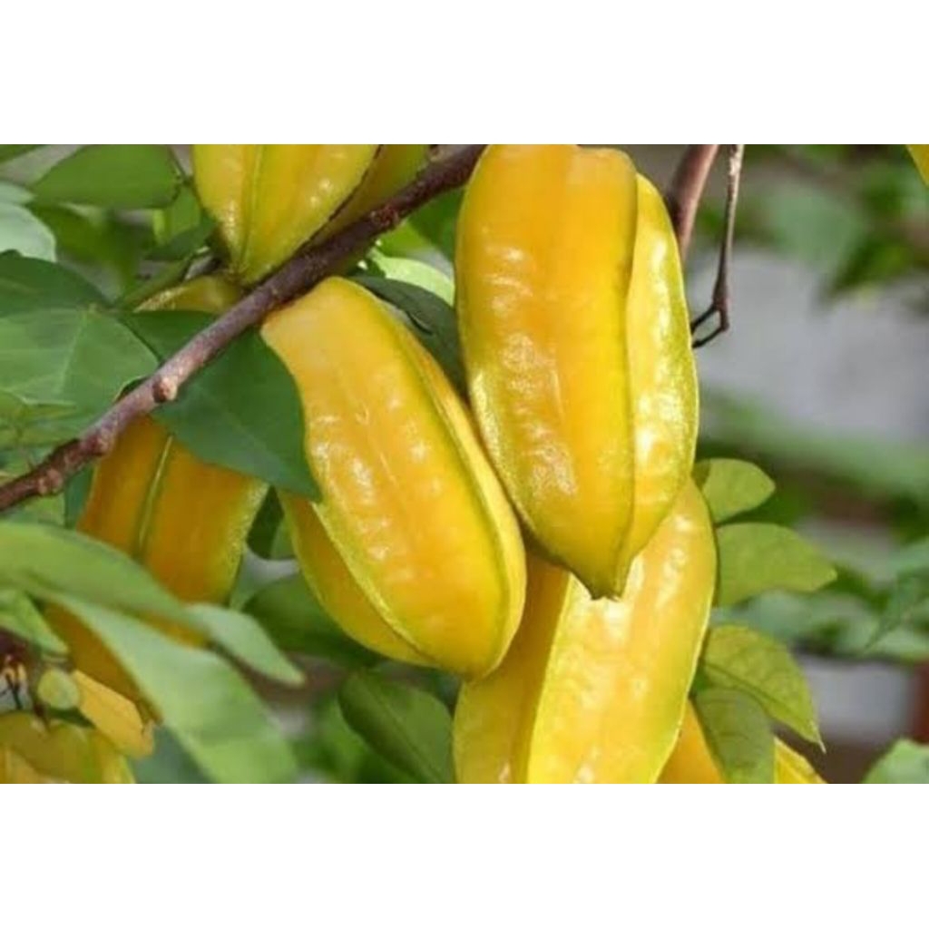 

Blimbing 1kg buah belimbing manis