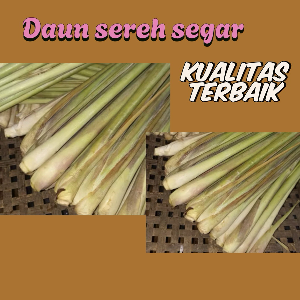 

DAUN SEREH SEGAR PILIHAN 1 KG