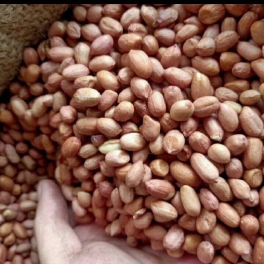 

kacang tanah