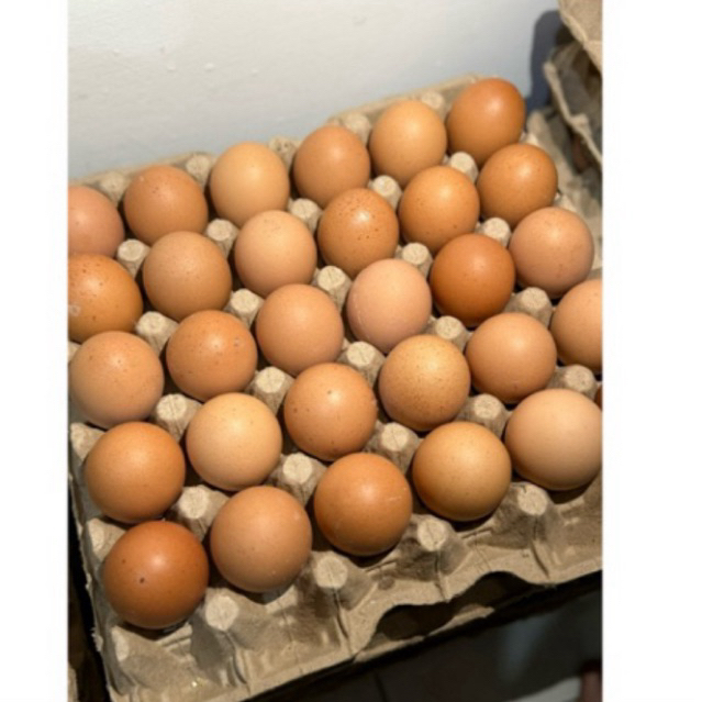 

10 Pcs Telur Ayam Eropa Sedang