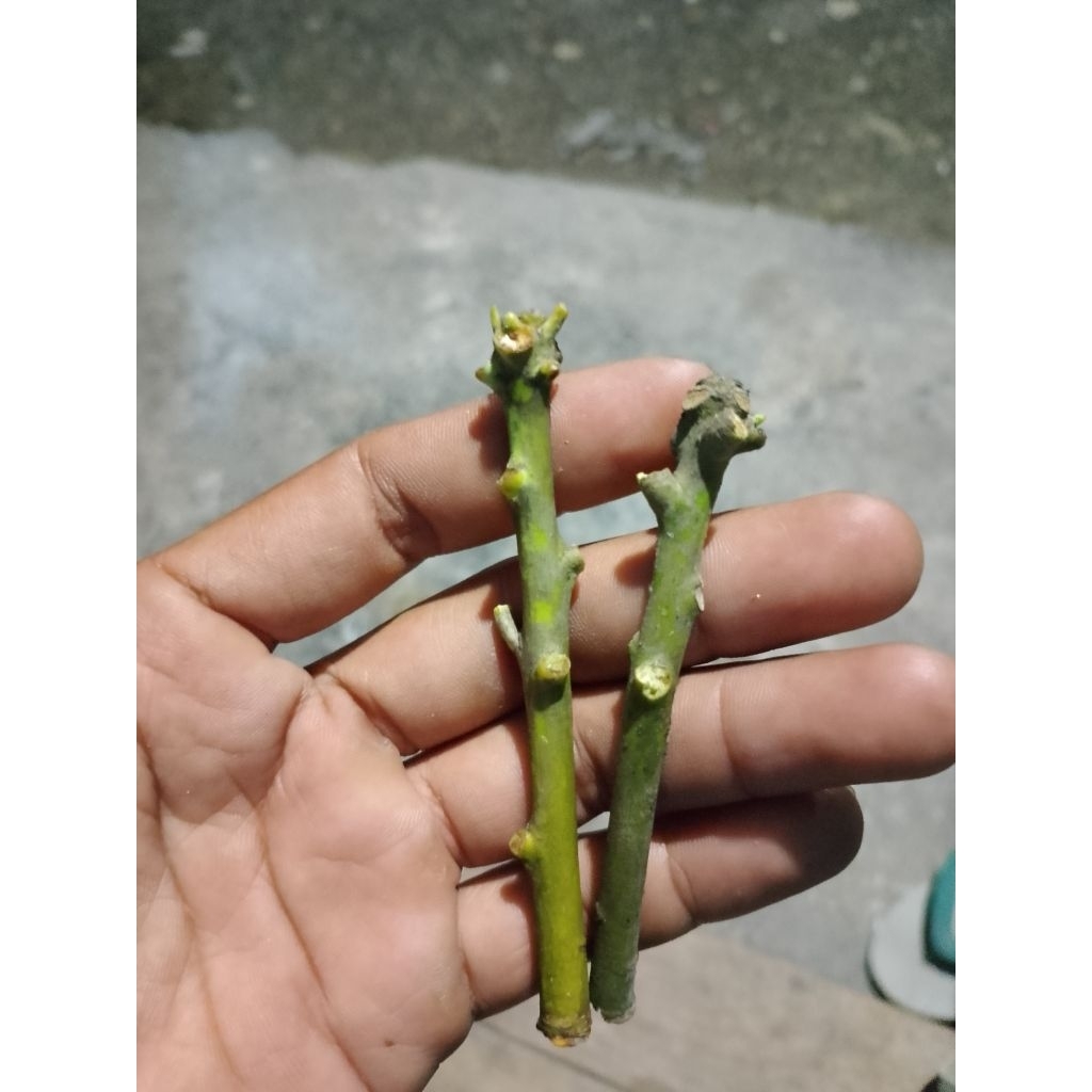 entres mangga manalagi
