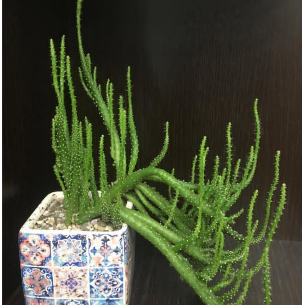 opuntia tuna montrousa (kaktus cemara)