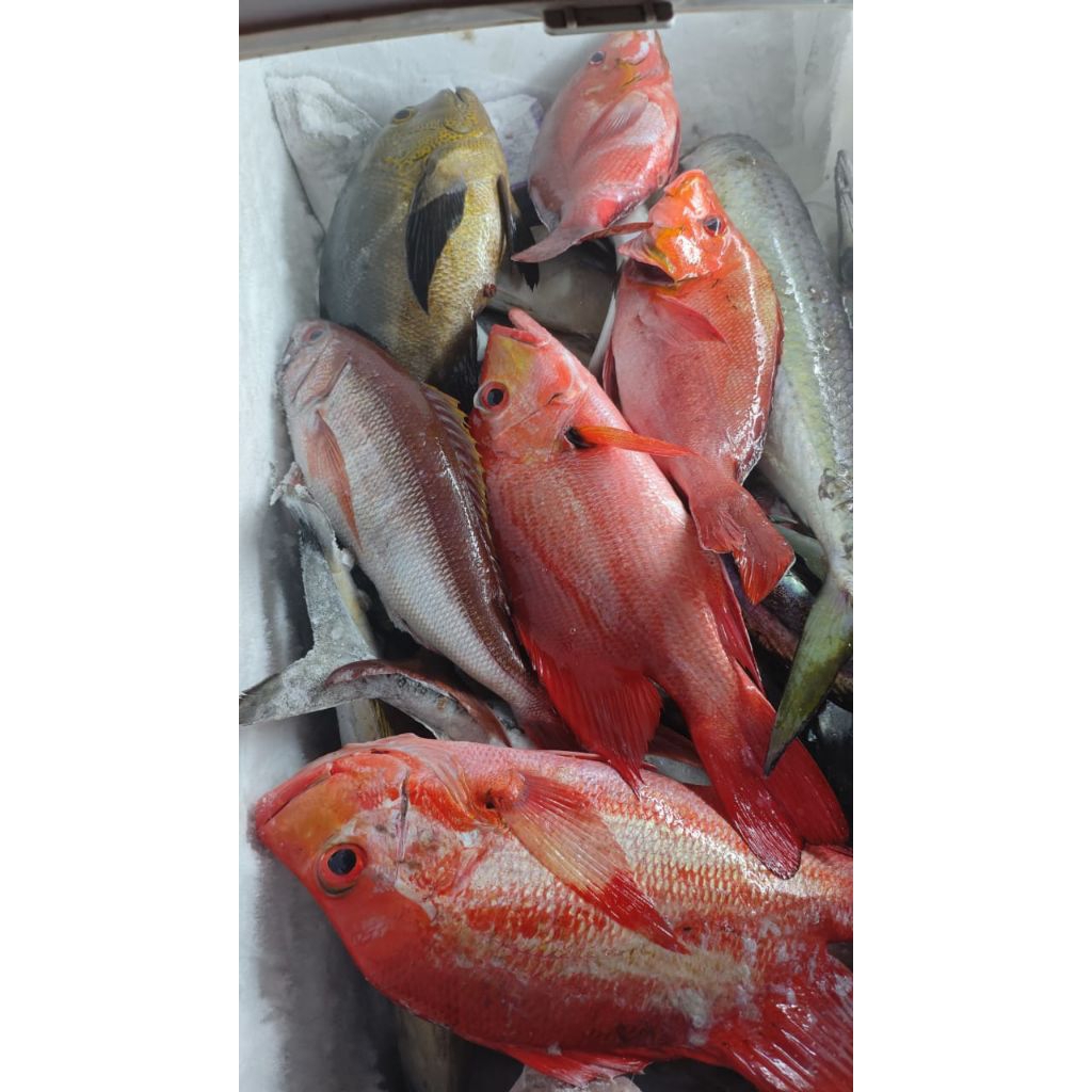 

IKAN HASIL MANCING SENDIRI DI LAUT DI JAMIN MURAH STOK INSYAALAH SELALU ADA SULAWESI BY JJS