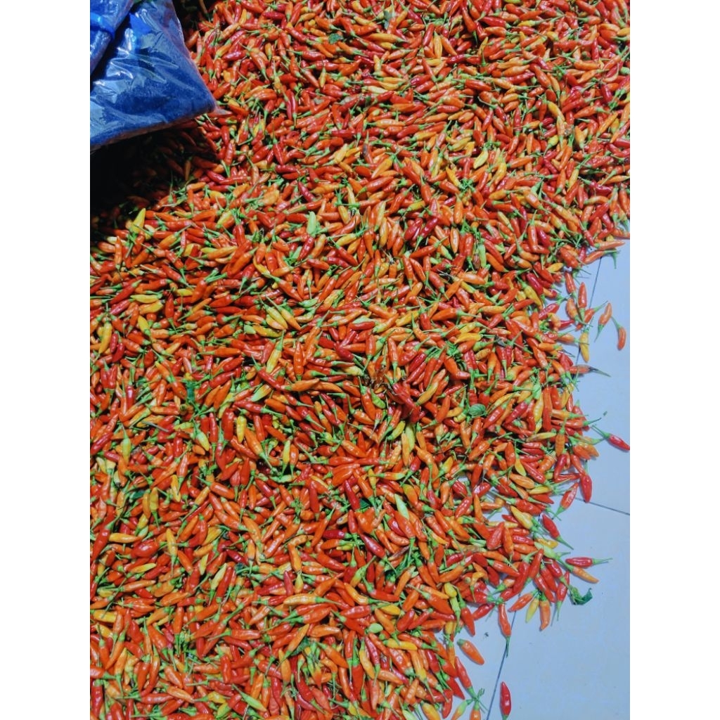 

Cabe Rawit ORI - Cabe Sret ORI Fresh Baru Petik Murah