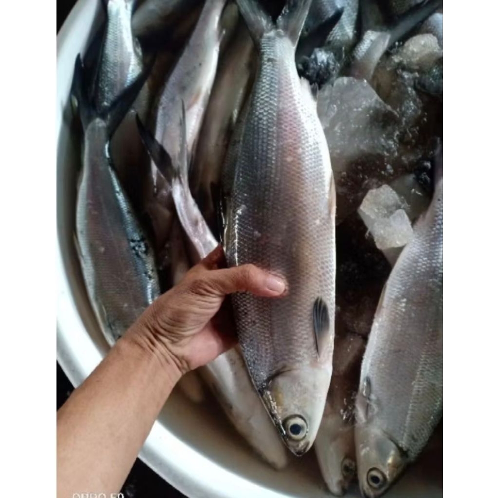 

paket ikan bandeng besar 10kg isi 6-7-8 segar Fress pesan sore/malam di kirim pagi