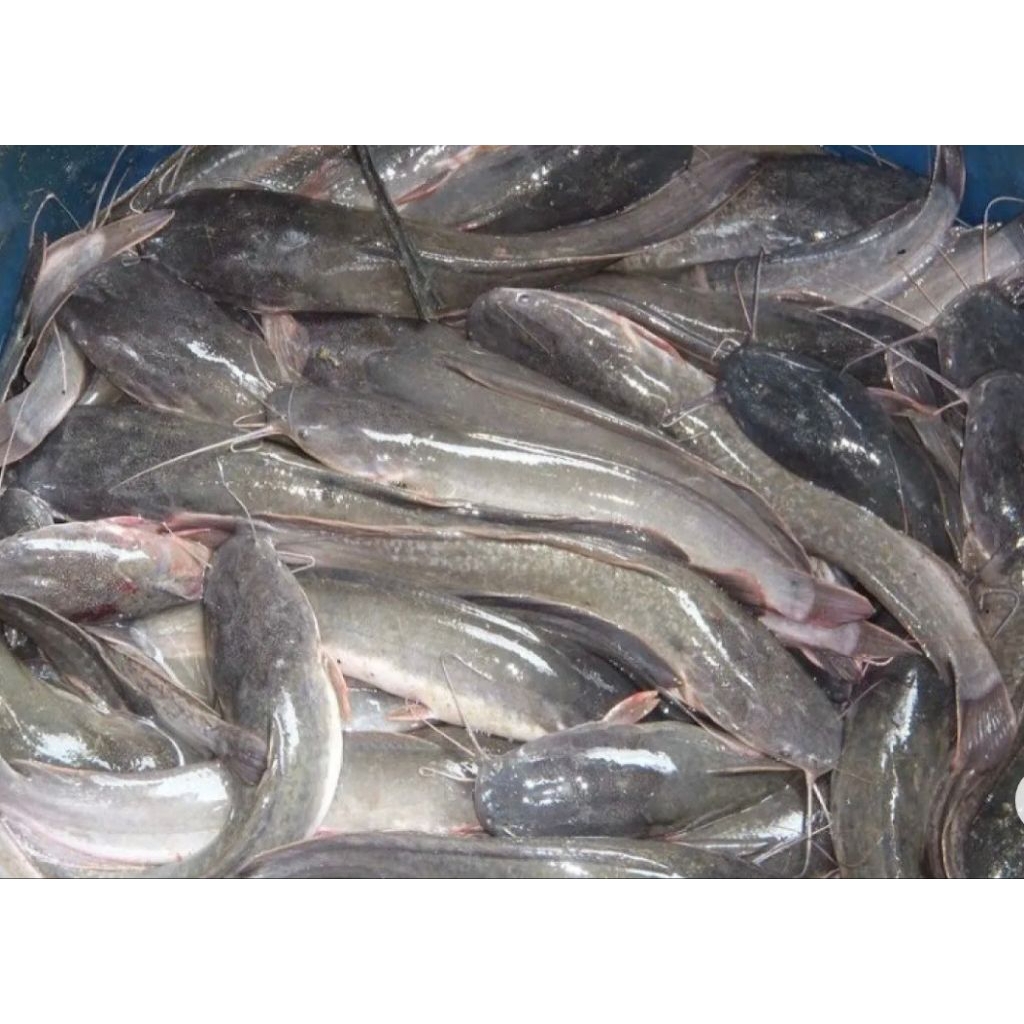 

paket ikan lele hidup 5kg(1kg isi 5-6-7) pesan sore/malam di kirim pagi