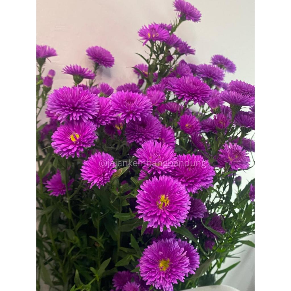 Bunga Pikok Pink Fresh Flower | Bunga Potong 10 Tangkai