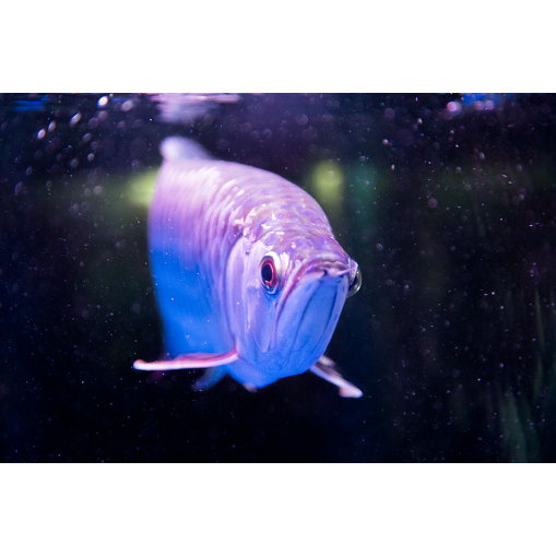 Bukan Mainan Resin Plastik - Ikan Arwana Arowana Brazil Silver