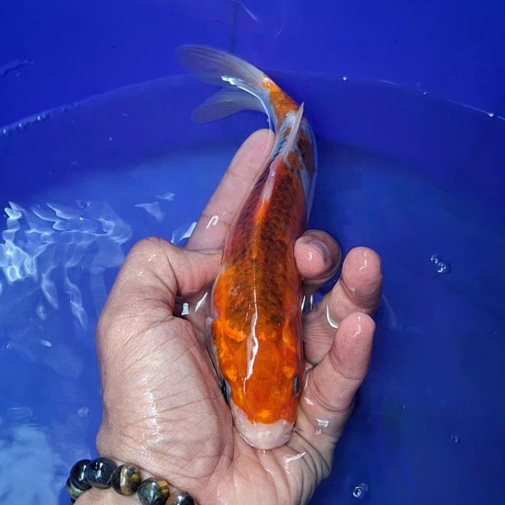 Ikan Koi Blitar Jenis Kujaku / Rumah Koi Jakarta / kode 0016
