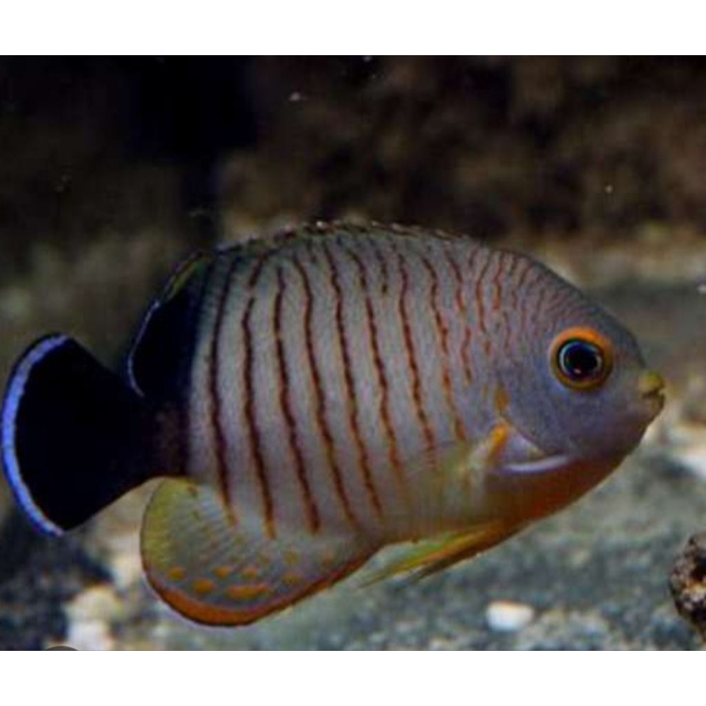 

IKAN HIAS LAUT ABU DORENG