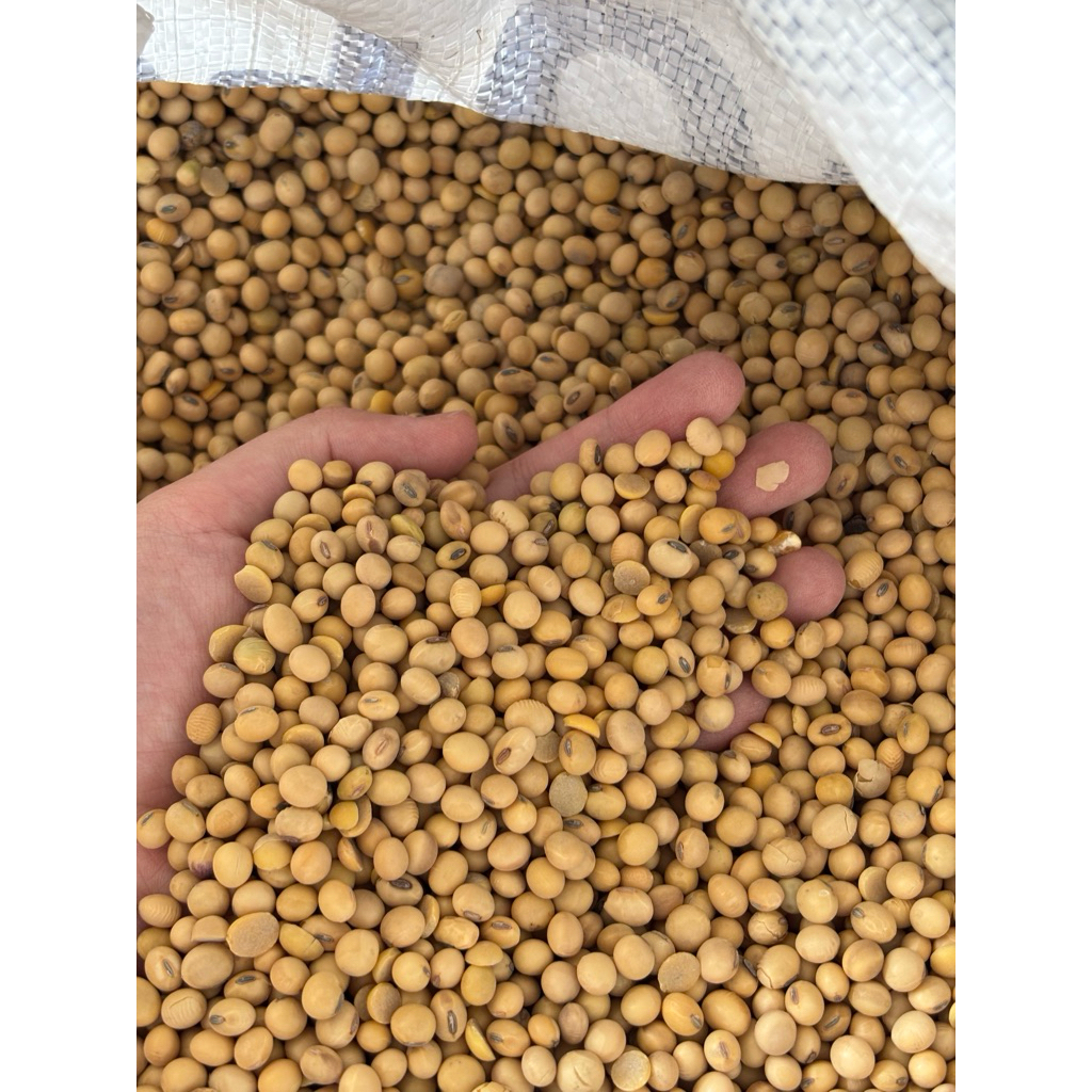 

Bundling Hemat Kedelai Bola/ Kedelai import ukuran 2kg/3kg/5kg