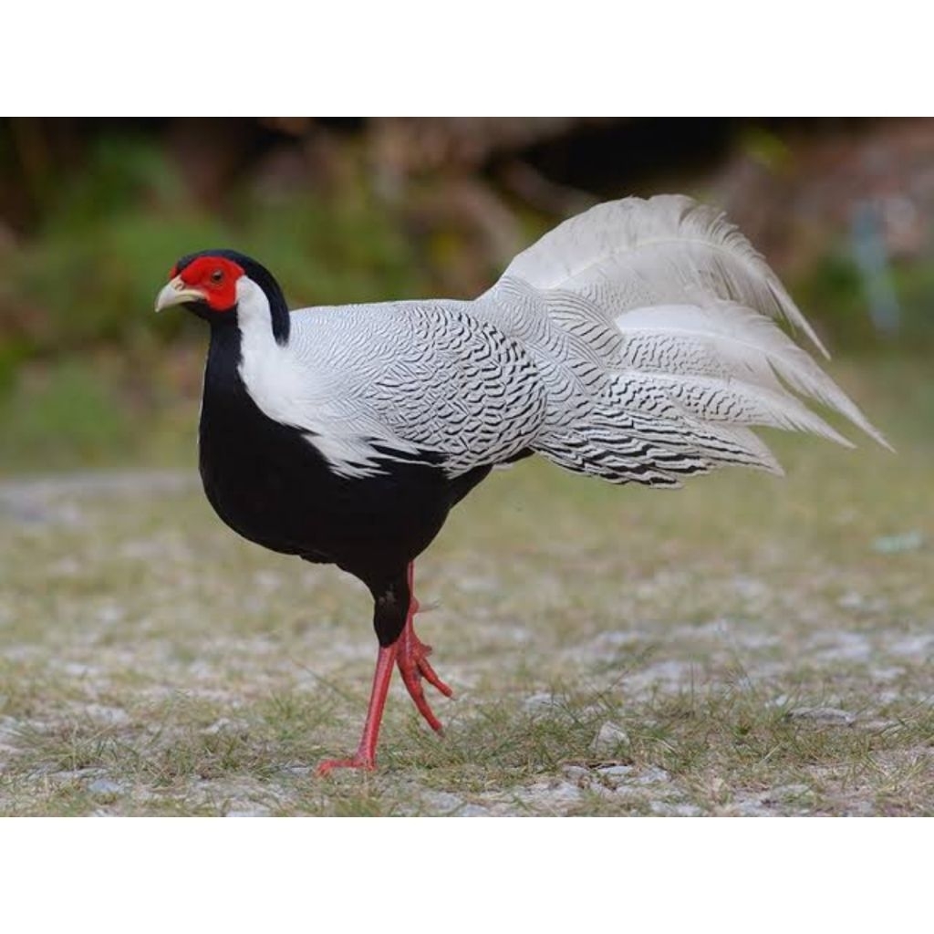

telur ayam hias fertil Silver pheasant untuk ditetaskan
