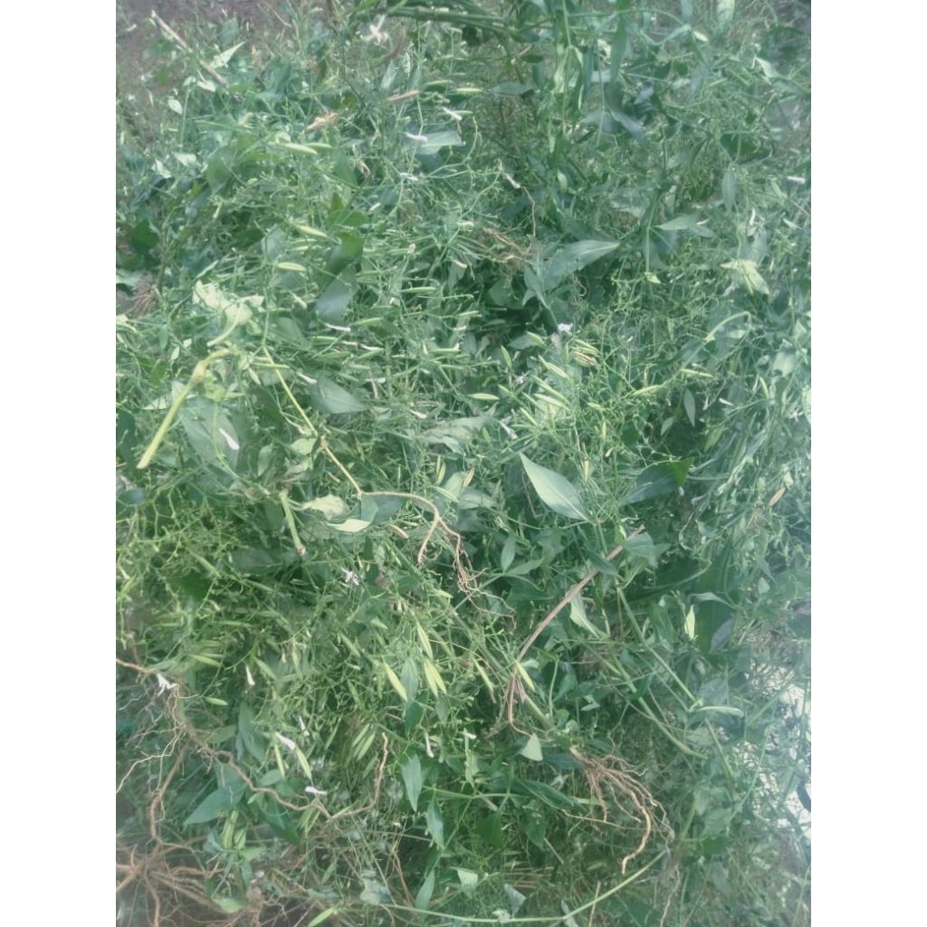 

daun SAMBILOTO kering 500 g - 1 kg Murni/asli