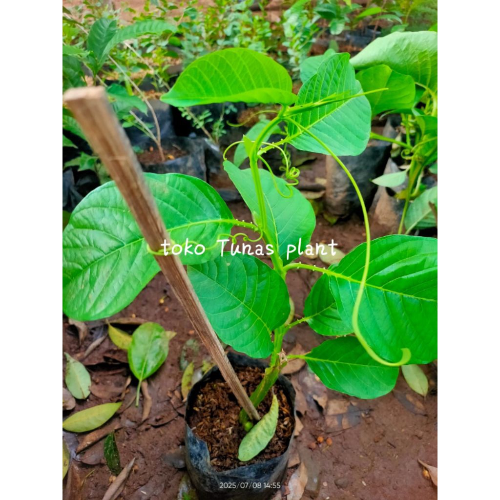 bibit pohon markisa erbis  jumbo markisa erbis - markisa sayur