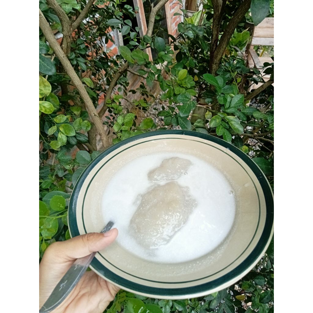 

tepung pati garut asli ponorogo