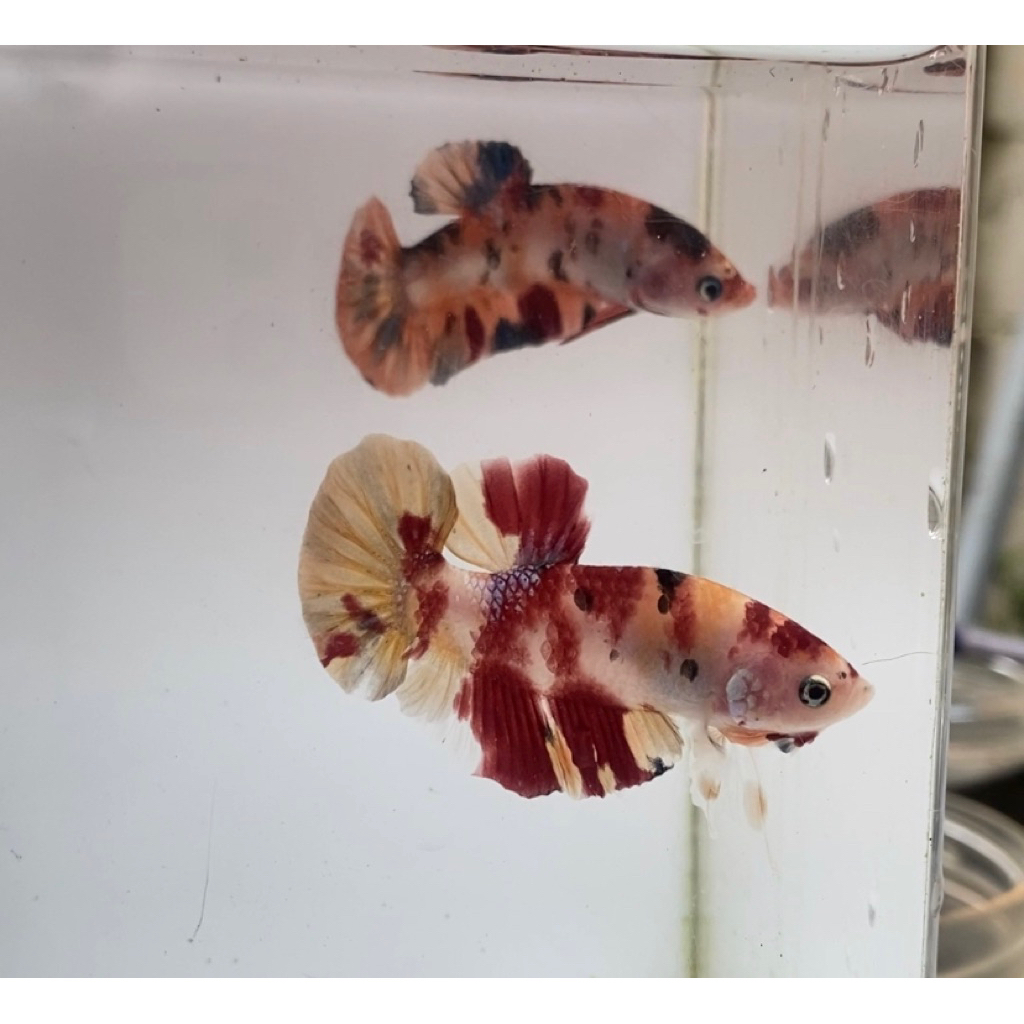 HIASAN AQUARIUM | IKAN CUPANG GIANT MULTICOLOUR BO 4 JANTAN