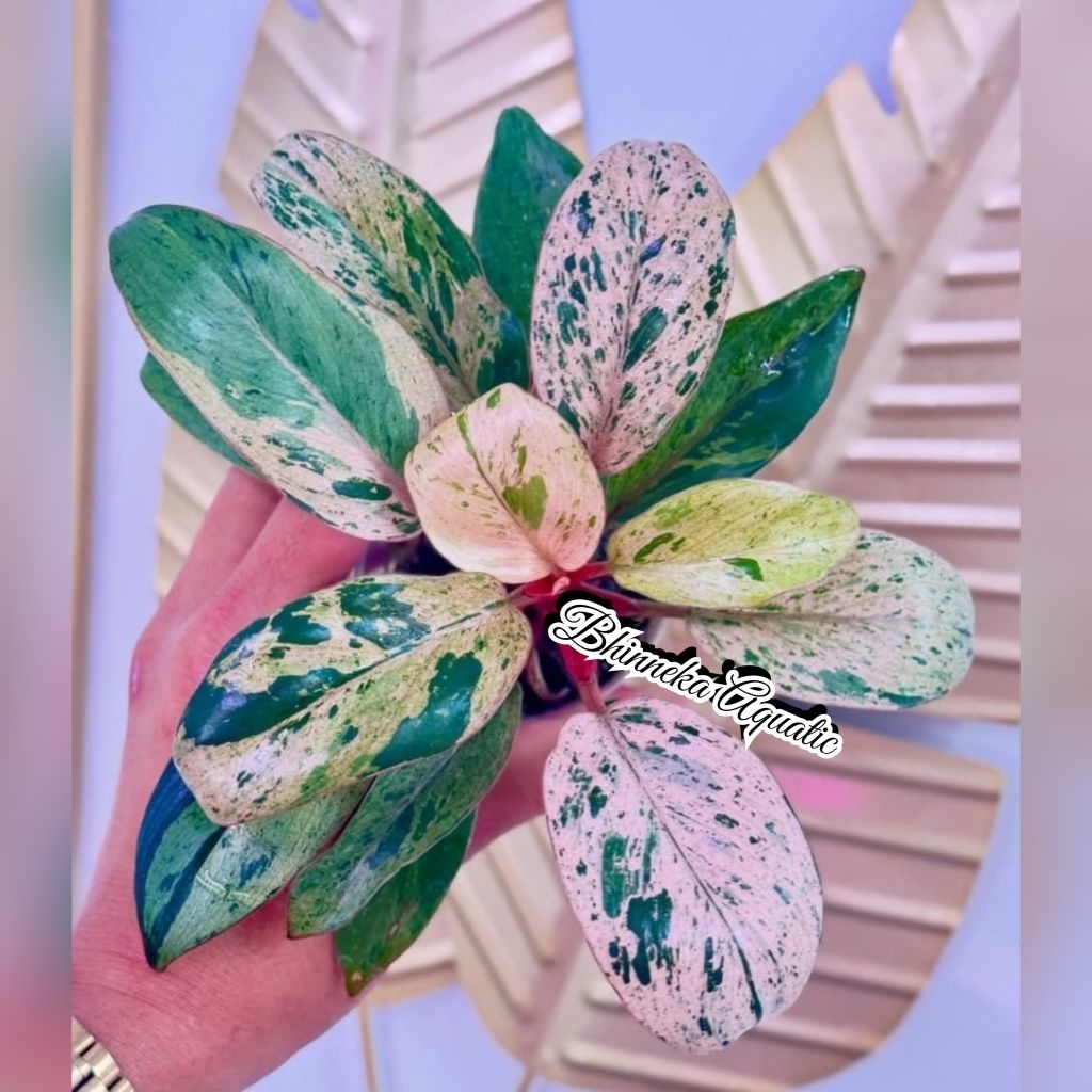 Tanaman Hias Red Congo Dwarf Variegated Variegata Varigata Pink Real Pict Murah Ekonomis