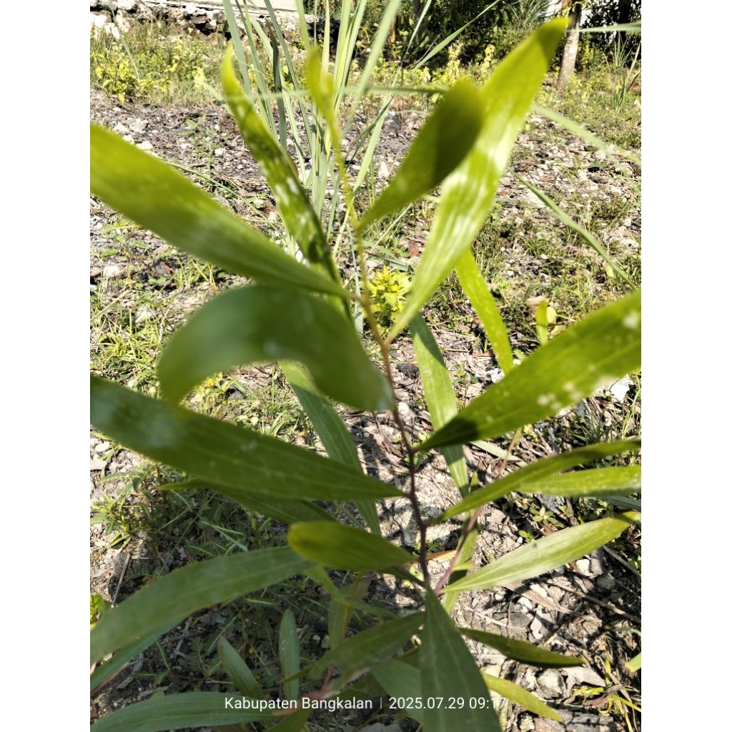 pohon akasia super tinggi