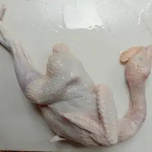 

Ayam penjantan 1 ekor