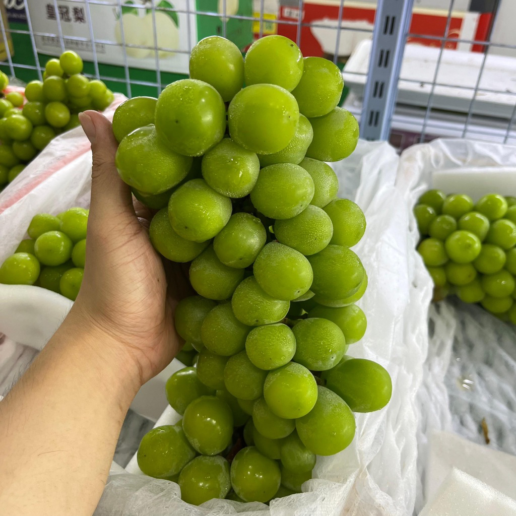 

MUSCAT QINGWANG FULL 1 RANTING GEMOY JUMBO | Buah Anggur Grape