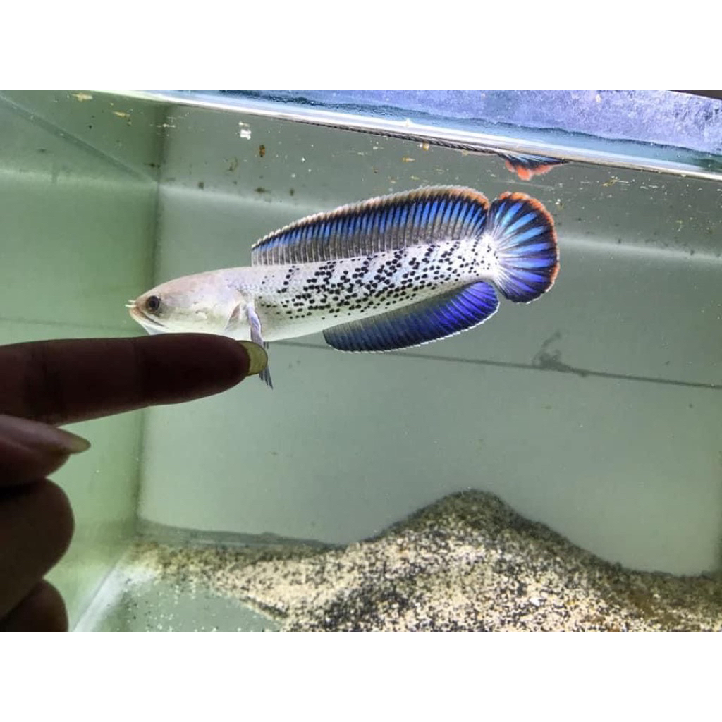 BOX stiker isi channa Stewartii fulldot rim oren