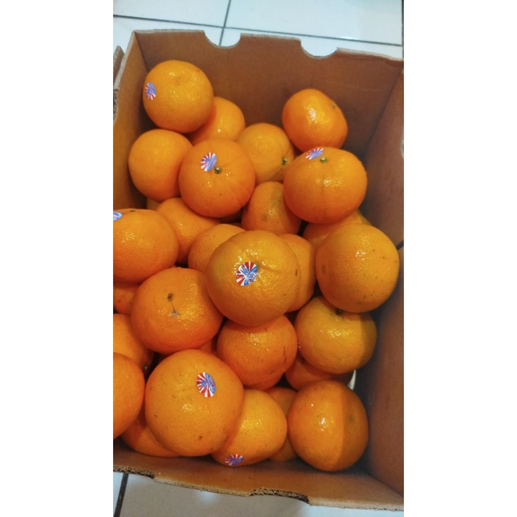 

Jeruk Phoenix AUS 2PH seedless