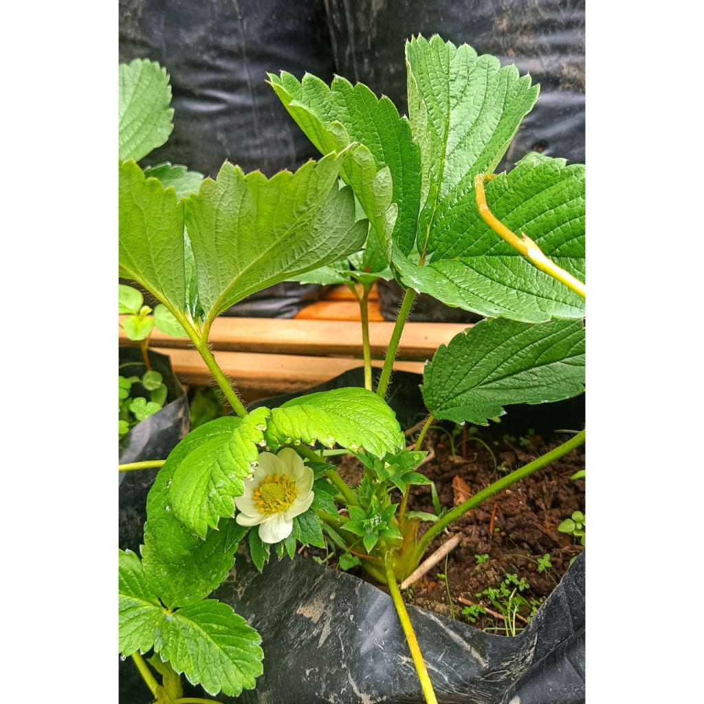 Bibit strawberry sagahonoka