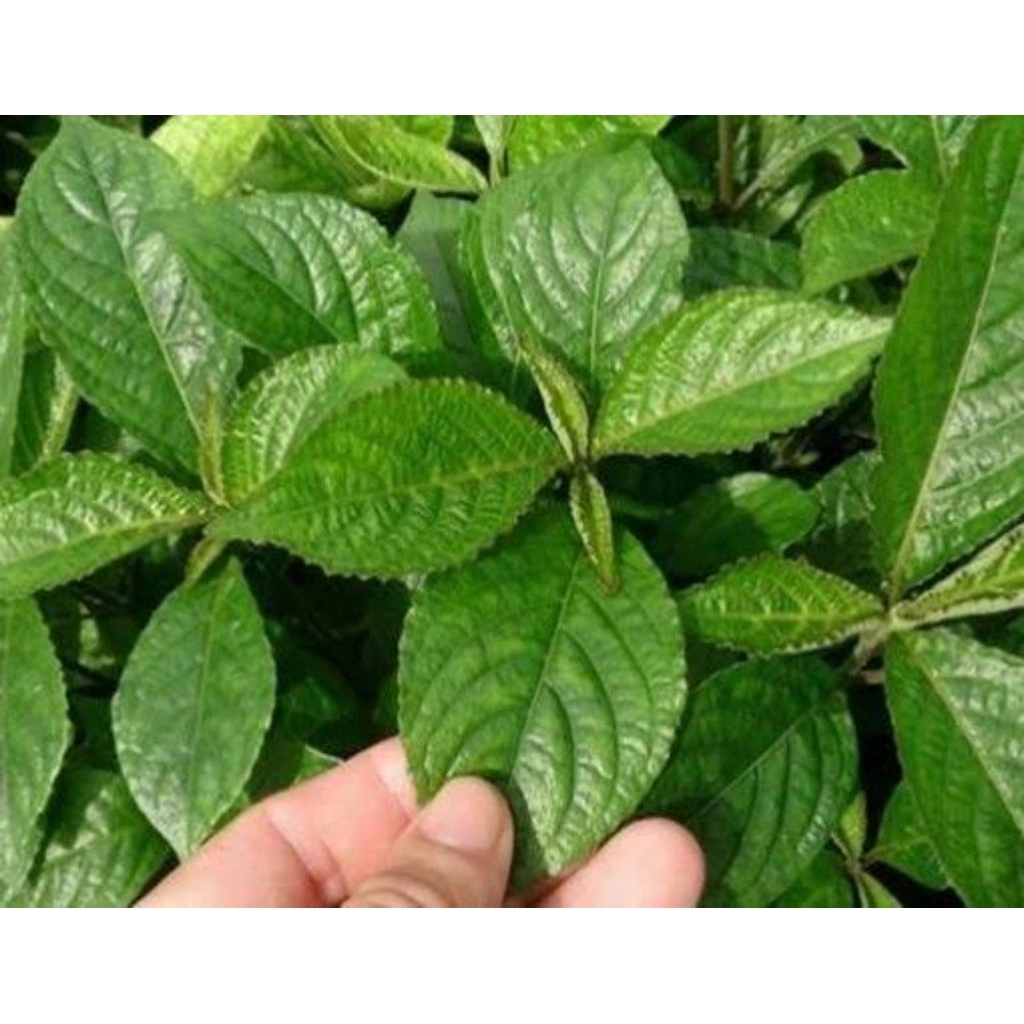 

Daun Keji Beling Segar / Daun Pecah Beling 200 gram