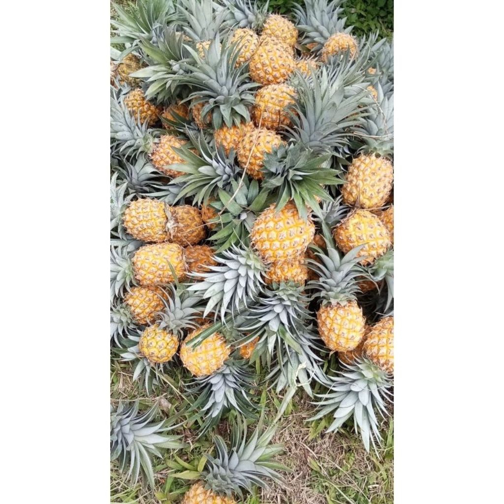 

nanas madu matang di pohon spceial beli3 gratis 1