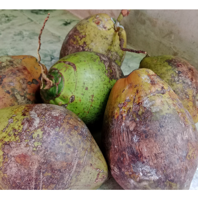 

KELAPA KOPYOR PAKET ISI 2
